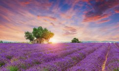 Provence