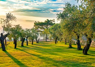 Olivenernte in Istrien