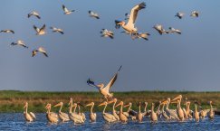 Naturwunder Donaudelta