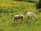 © captblack76-fotolia.com